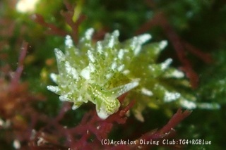 midoriamamo250401-y.jpg
