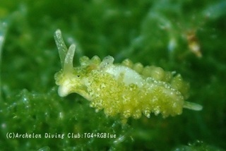 midoriamamo250418-y.jpg