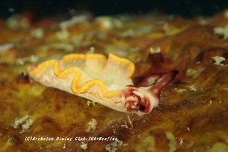 midorigai201231-ka.jpg