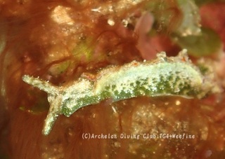 midorigai231115-y.jpg