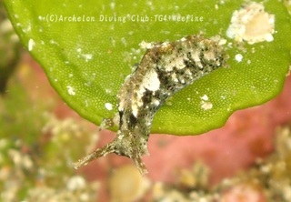 midorigai240128-y.jpg