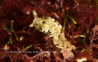 midorigai240409-s.jpg
