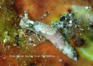 midorigai241104-nn.jpg