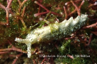 midorigai241210-y.jpg
