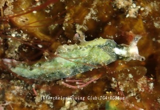 midorigai241210-y02.jpg