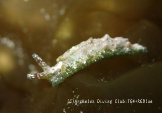 midorigai250321-yy.jpg