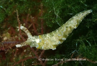 midorigai250331-y.jpg