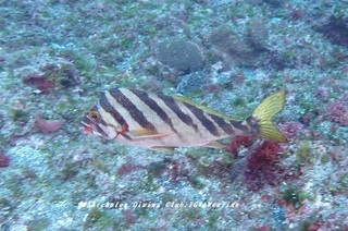 miginoha220327-s.jpg