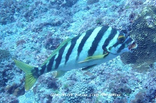 miginoha230825-s.jpg