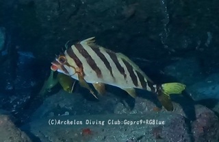 miginoha250107-s.jpg