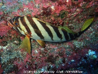 miginohadai181002.jpg