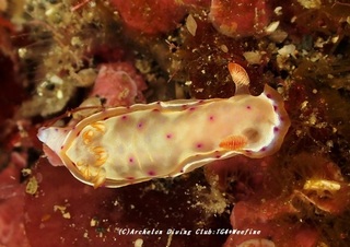mikado210109-so.jpg