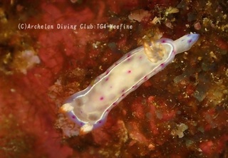 mikado231221-s.jpg