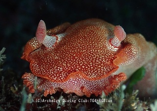 mikado250130-k.jpg