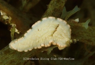 milkotome240517-y.jpg