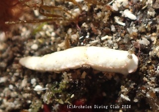 milkotome241106-y.jpg