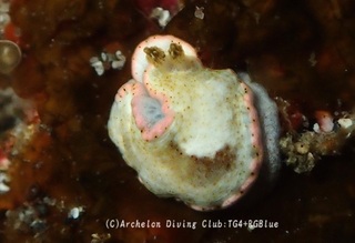 milkotome241226-s.jpg