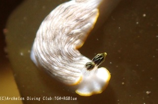 milkotome250331-y.jpg