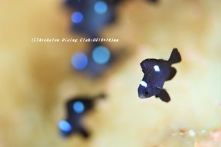 mitsuboshi201006-02.jpg