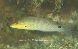 mitsuboshi230907-k.jpg