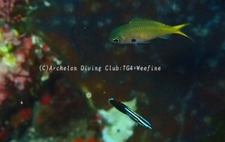 miyakebera240528-s.jpg
