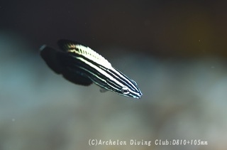 miyakebera240723-y.jpg