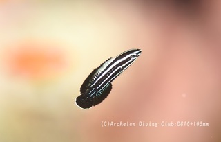 miyakebera240724-s.jpg