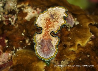 monja210421-so.jpg