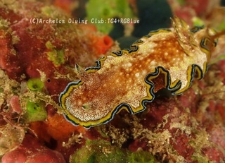 monja240116-y.jpg