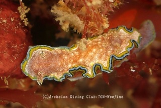 monja240425-y.jpg