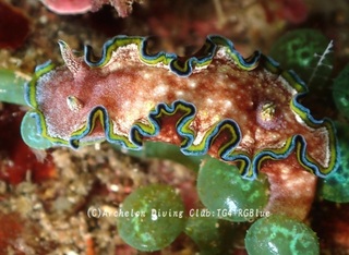 monja241209-y.jpg