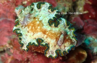 monja241217-y.jpg