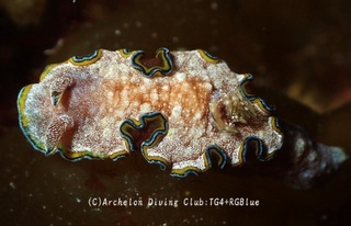 monja250329-y.jpg