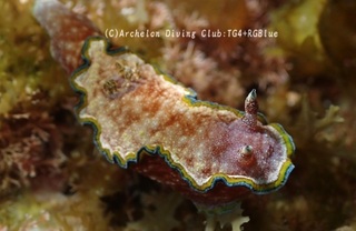 monja250411-s.jpg
