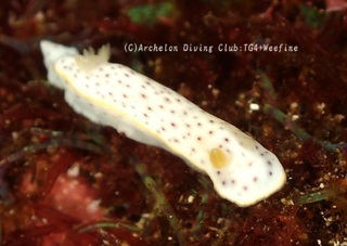 monko240326-s.jpg