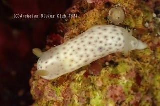 monko240417-s.jpg
