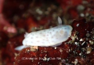 monko241204-yy.jpg