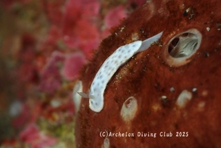 monko250206-s.jpg