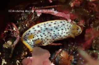 monko250219-y.jpg