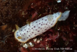 monko250317-s.jpg