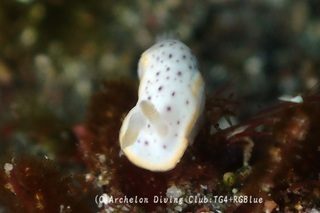 monko250325-y.jpg