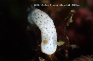 monko250328-s.jpg