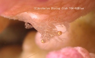moshioebi240901-k.jpg