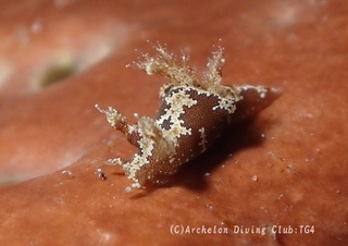 mousan240814-n.jpg