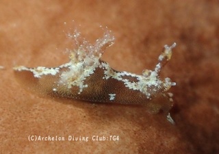 mousan240909-s.jpg
