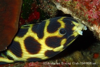 moyoumongara250321-y.jpg