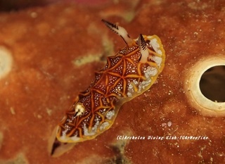 mozaiku210116-so.jpg
