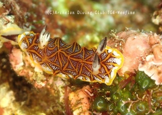 mozaiku240115-s.jpg