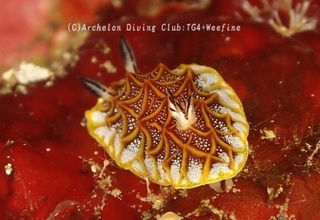 mozaiku240414-n.jpg