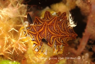 mozaiku240513-s.jpg